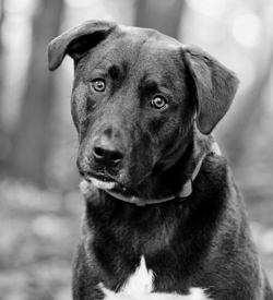 Buster Douglas Headshot Photo
